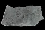 Elrathia Trilobite Molt Fossil - House Range - Utah #138798-1